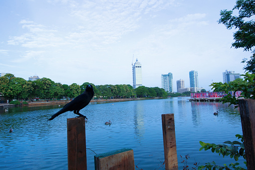 Seema Malaka temple on Beira Lake. Colombo, Sri Lanka Crow