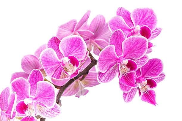 istock branch of pink orchids isolated on a white background 576911462