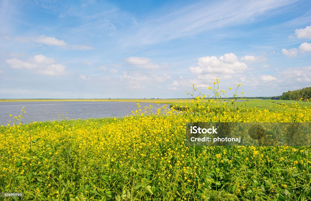 Wild flowers along the shore of a lake Blue Stock Photo