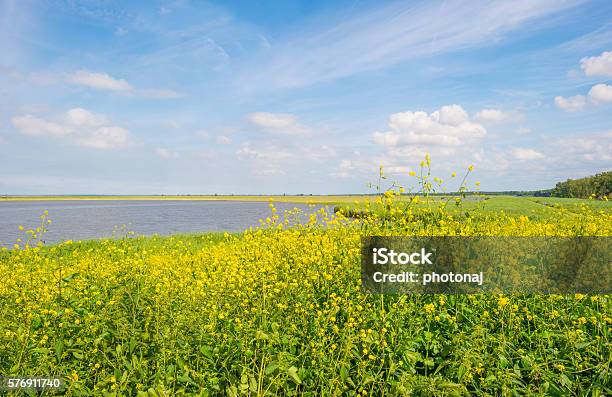 Wild Flowers Along The Shore Of A Lake Stock Photo - Download Image Now - Blue, Cloud - Sky, Flevoland