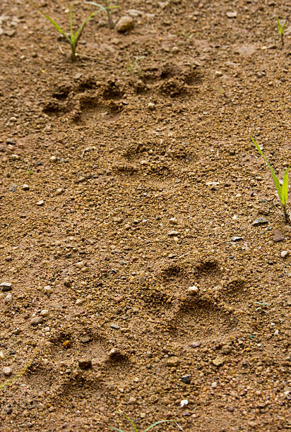 istock Dog footprint on soft ground 576912320