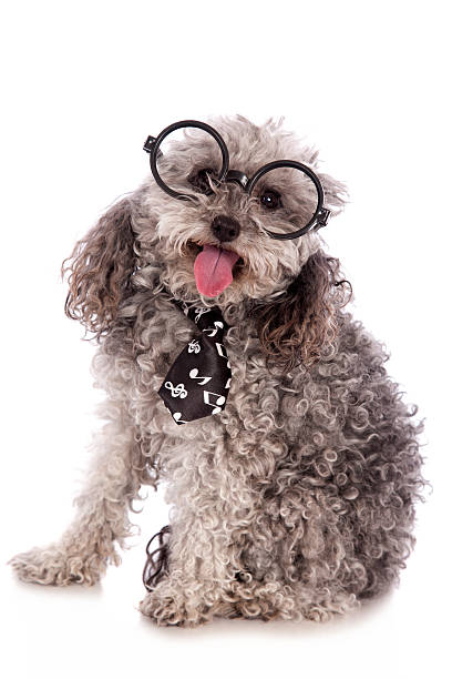 istock Toy Poodle In Glasses 576912372