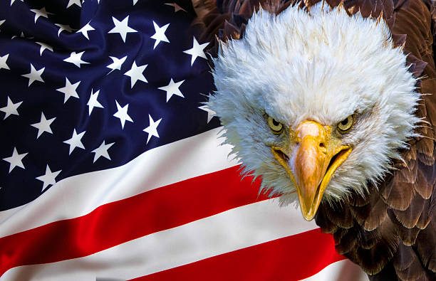 istock Angry north american bald eagle on american flag 576912606