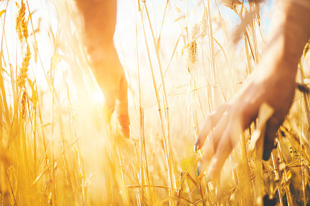 istock woman's hands in golden wheat field 576913042