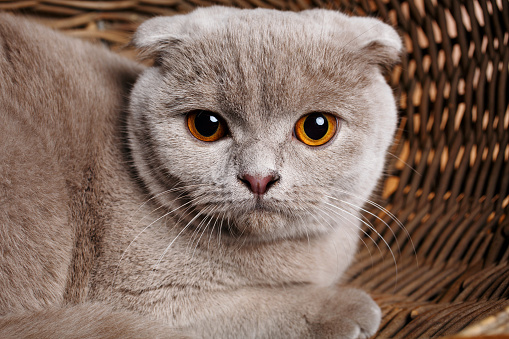 Beautiful gray cat with yellow eyes Scottish Fold Sits in a wooden basket