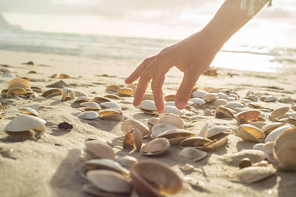 da vicino sulla mano della donna raccogliendo conchiglie dalla spiaggia - seashell shell sand copy space foto e immagini stock