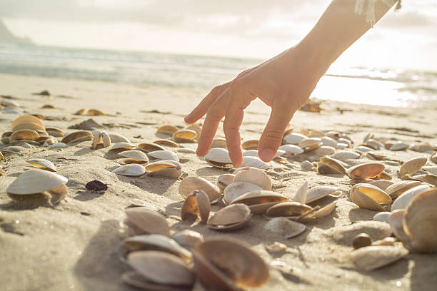 Close up on woman's hand picking up seashells from beach Close up on woman's hand picking up seashells from the beach. Beautiful sunset at Bay of Islands, New Zealand. animal shell stock pictures, royalty-free photos & images