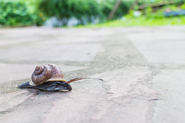 istock Snail moving on the street 576915446