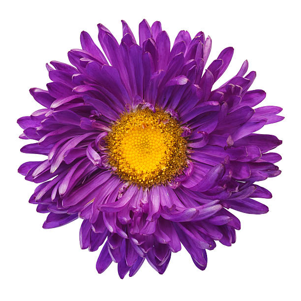 istock beautiful purple flower isolated on white background 576916312