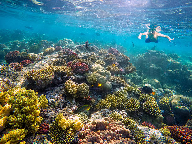 underwater shoot of a young boy snorkeling in red sea - safaga imagens e fotografias de stock