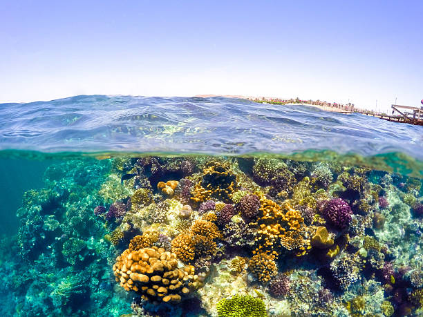 underwater and surface split view in the tropics sea - safaga imagens e fotografias de stock