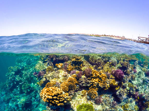 подводный и поверхностный разделенный вид в тропиках моря - safaga стоковые фото и изображения