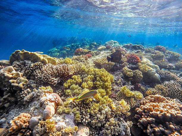 istock Coral and fish in the Red Sea. Egypt 576917036