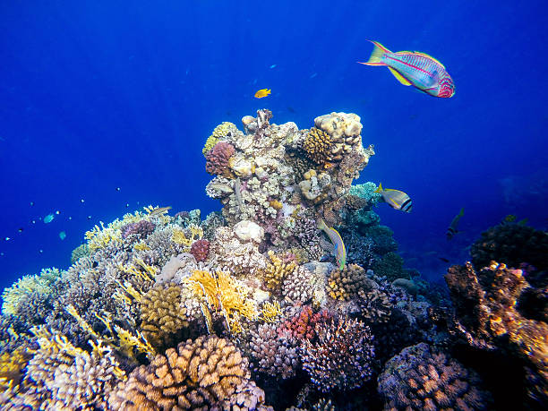 istock Coral and fish in the Red Sea. Egypt 576917122
