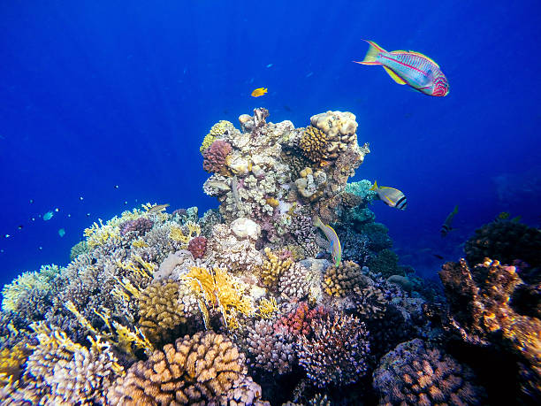 corais e peixes no mar vermelho. o egipto - safaga imagens e fotografias de stock