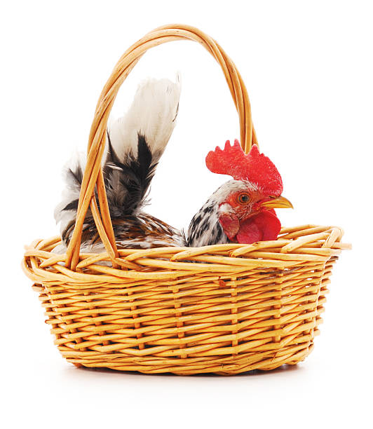 Little rooster in a basket isolated on a white background.