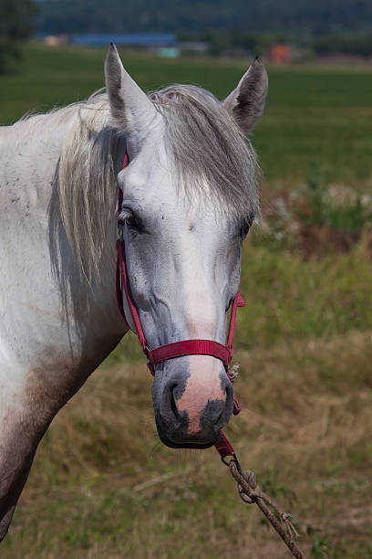 istock White horse close up 576918254