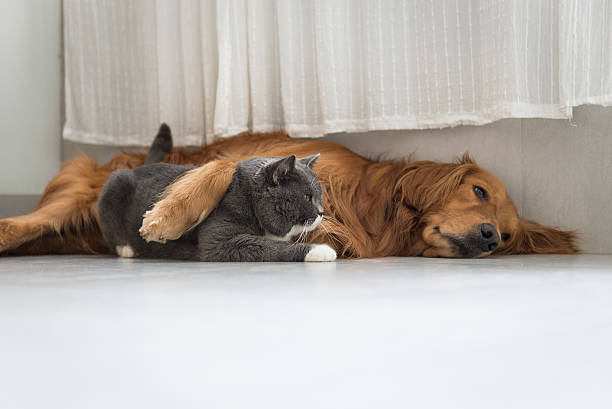 istock Dogs and cats snuggle together 576918400
