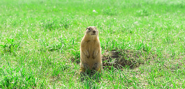 istock Gopher standing and starring near the burrow on meadow 576918620