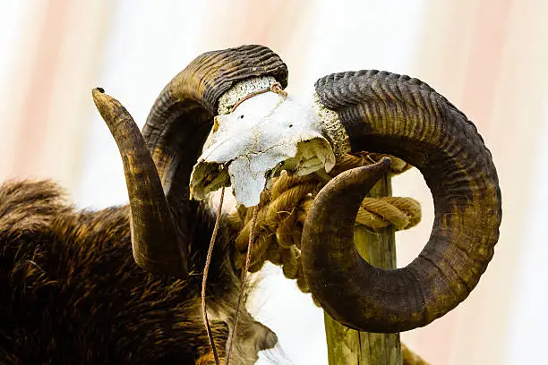 Photo of Rams horn