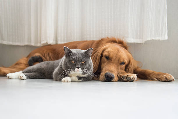 istock Dogs and cats snuggle together 576919802