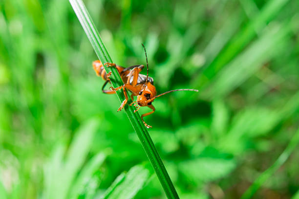 istock Macro of the orange black bug looking to the camera 576920016