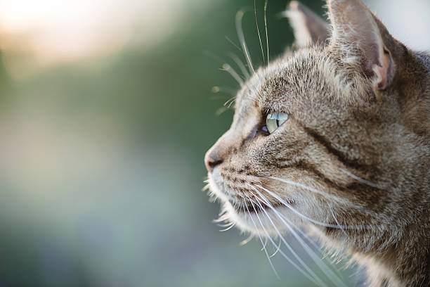 istock Cat portrait close up, only head crop, 576921380