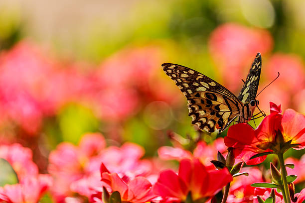 istock Butterfly on a Portulaca oleracea flower. 576922330