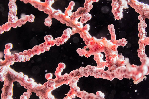 istock Pgymy Seahorse 576922560