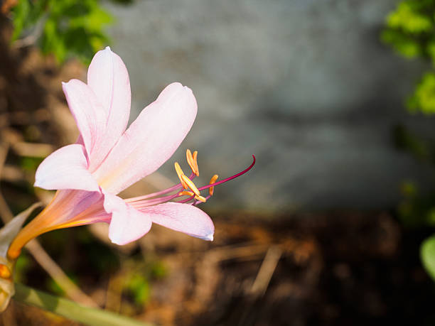 оукреционная лилия - mystery lily стоковые фото и изображения