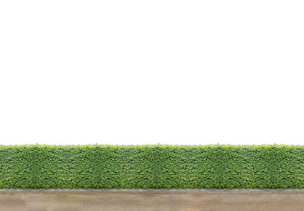 isolated Green Bushes fences with concrete floor at walk way