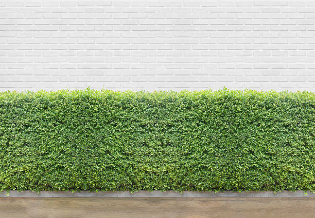 istock Bushes fences 576923850