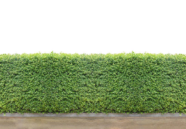 istock Bushes fences 576923980