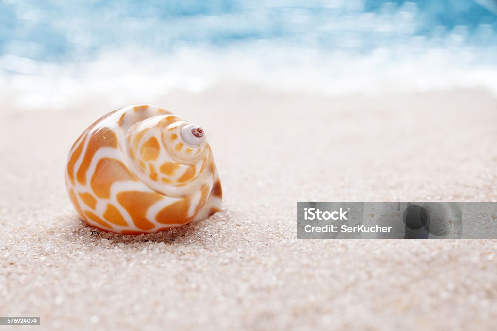 Sea shell on sandy beach Sea shell on sand. Summer beach background with space for text Beach Stock Photo