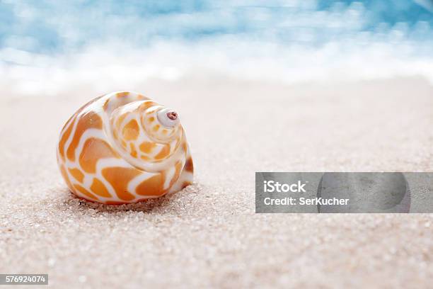 Sea Shell On Sandy Beach Stock Photo - Download Image Now - Beach, Coastline, Horizontal