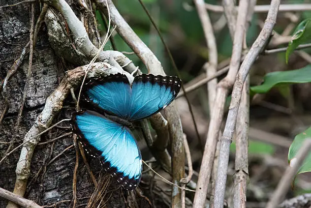 The blue morpho is a big and beautiful butterfly of Latin America. This species was spotted in the Cahuita National Park in Costa Rica along the Caribbean Sea.