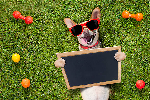 istock dog plays with owner looking up 576924846