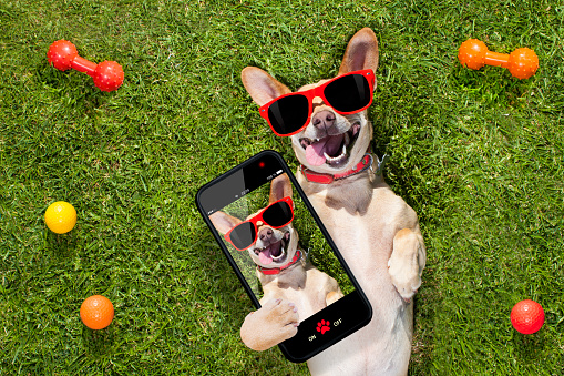 happy chihuahua terrier dog  in park or meadow waiting and looking up to owner to play and have fun together, taking a selfie