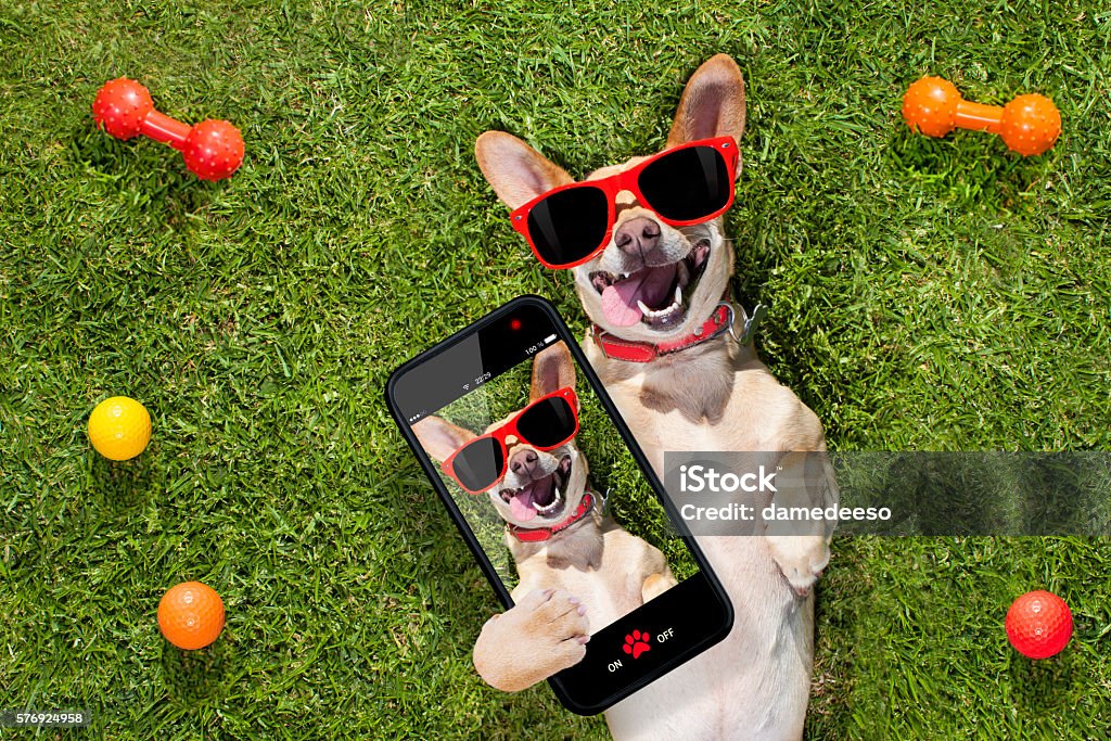 dog taking a selfie happy chihuahua terrier dog  in park or meadow waiting and looking up to owner to play and have fun together, taking a selfie Dog Stock Photo