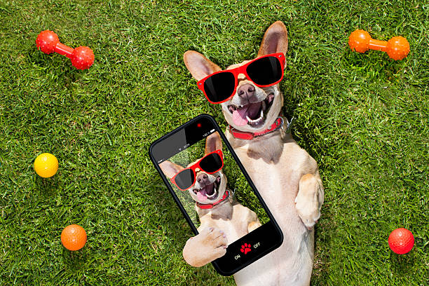 dog taking a selfie happy chihuahua terrier dog  in park or meadow waiting and looking up to owner to play and have fun together, taking a selfie couch potato photos stock pictures, royalty-free photos & images