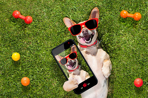 26,114 Funny Selfie Stock Photos, Pictures & Royalty-Free Images - iStock | Woman funny selfie, Funny selfie at work, Mom funny selfie 26,114 Funny Selfie Stock Photos, Pictures & Royalty-Free Images - iStock | Woman funny selfie, Funny selfie at work, Mom funny selfie