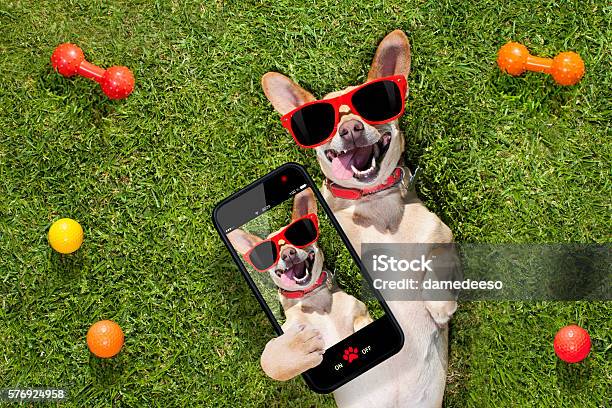 Dog Taking A Selfie Stock Photo - Download Image Now - Dog, Humor, Selfie