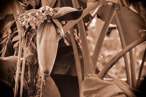 istock Banana flower and young banana on tree 576925600
