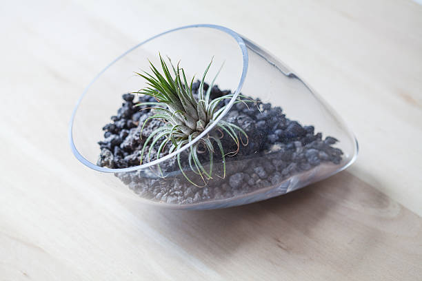 istock Air plant Terrarium from above 576925688