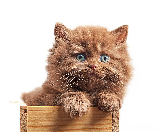 istock brown british long hair kitten 576925796