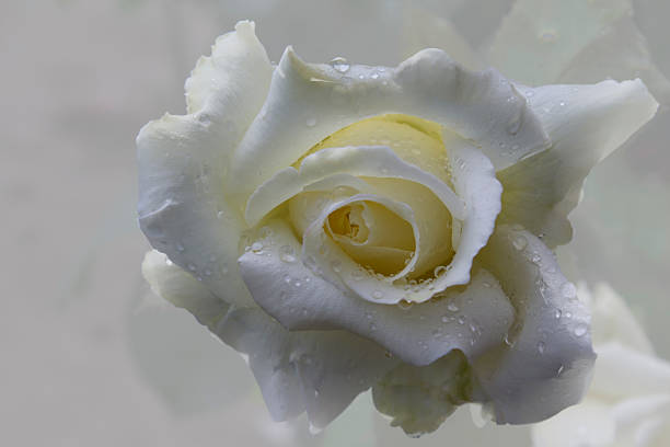 istock Close-up image of white rose 576926280