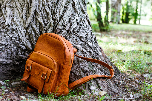 backpack on the background of the huge old tree