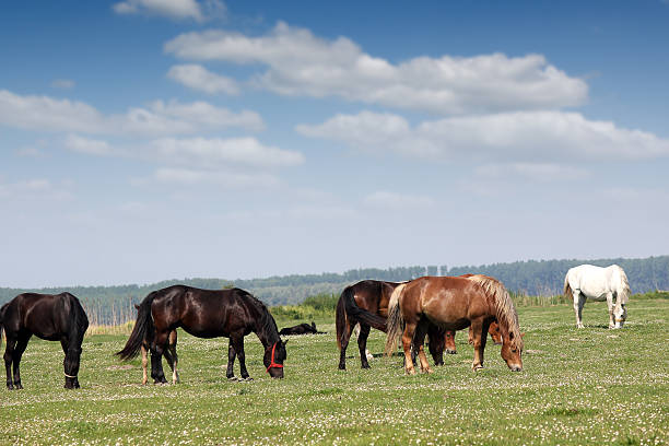 istock Horses on pasture summer season 576926582
