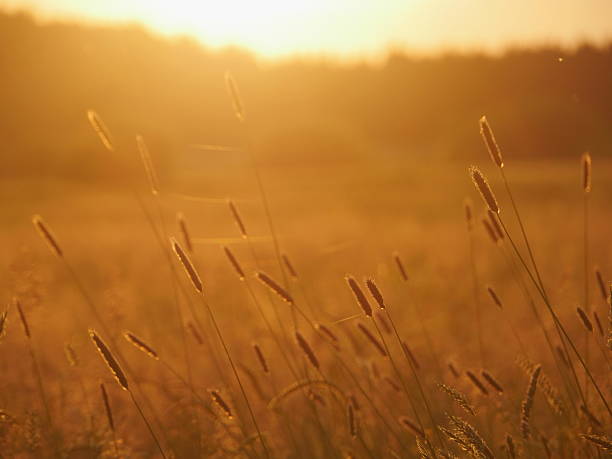 istock Close-up of ears  wheat on meadow in sunlight 576928076