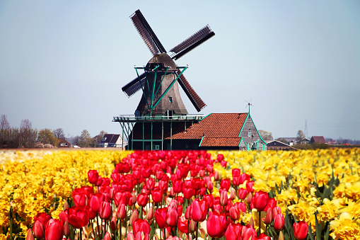 Dutch windmill tulip flowers field spring, Netherlands